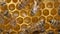 Fresh honey in a honeycomb close up. Organic beekeeping. Organic Honey Bee Farm. Rural beekeeping