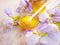 Fresh honey, natural iris flower heath spring on concrete background