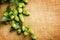 Fresh hop with leaves and cones close up on burlap background