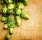 Fresh hop with leaves and cones close up on burlap background