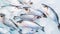 Fresh Horse Mackerel, trachurus on Ice. Seafood background. Generative AI