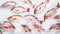 Fresh Horse Mackerel, trachurus on Ice. Seafood background. Generative AI