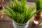 Fresh horsetail plant on a table