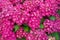 Fresh hortensia bright pink flowers and green leaves background.