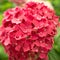 Fresh hortensia bright red flowers and green leaves background.