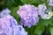 Fresh hortensia light blue flowers and green leaves background.