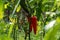 Fresh hot peppers in the garden