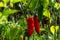 Fresh hot peppers in the garden