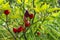 Fresh hot peppers in the garden