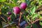 Fresh huckleberries on the plant