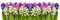 Fresh hyacinth flowers. Pink, blue, white. Floral banner