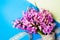 Fresh hyacinth spring flowers bouquet