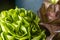 Fresh Hydroponic Lettuces: Green Delights