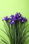 Fresh iris flowers
