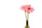 Fresh isolated Chrysanthemum in wine bottle over white background