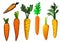 Fresh isolated orange carrot vegetables