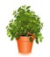 Fresh Italian Oregano in a Flower Pot