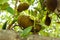 Fresh jackfruit hanging