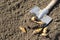 Fresh jerusalem artichoke roots lie next to a metal shovel on the excavated ground.Artichoke tubers overwintered in the ground, du