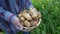 Fresh jerusalem artichokes in a basket in the hands of a man, close up