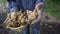 Fresh jerusalem artichokes in a basket in the hands of a man, close up