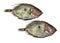 FRESH JOHN DORY zeus faber AGAINST WHITE BACKGROUND