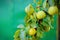 Fresh and juice little pears on green branches in a summer garden harvest.