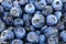Fresh and juicy Blueberry macro closeup