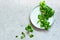 Fresh Juicy Green Corn Salad lamb`s lettuce, Valerianella locusta on a plate on a blue background.