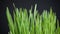 Fresh juicy green grass on black background