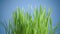 Fresh juicy green grass on blue background