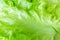 Fresh juicy lettuce salad closeup. Background macro photo of food in shades.