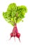 Fresh juicy organic beet with green leaves