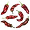 Fresh juicy red hot chili pepper, set of spicy peppers, group of vegetables, chilli cayenne pepper, isolated, hand drawn