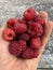Fresh juicy red raspberry in a female hand on a background of gray pebble