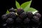 Fresh and juicy ripe blackberry fruit beautifully displayed on an exquisite black background