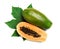 Fresh juicy ripe papayas with leaf on white background