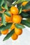 Fresh juicy tangerines with green leaves on a tangerine tree. Background of tangerines with green leaves