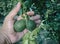 Fresh kaffir lime in hand in tropical garden. The oily substance extracted from the peel of the bergamot fruit is used in