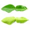 Fresh kaffir lime leaf