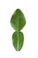 Fresh kaffir lime leaf