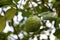 Fresh kaffir lime on tree with green leaves background, Bergamot a citrus tree of southeast Asia with green fruit.