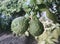 Fresh kaffir lime in a tropical garden. The oily substance extracted from the peel of the bergamot fruit is used in cosmetics and