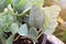 Fresh Kale in the garden is grown in a pot