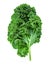 Fresh Kale salad isolated  on white background. Raw Kale curly leaves.  Food concept