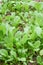 Fresh kale in vegetable plot