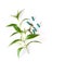 Fresh kariyat herb plant and capsule on white