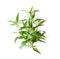 Fresh kariyat herb plant on white