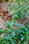 Fresh kariyat plant or  Andrographis Paniculata