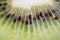 Fresh kiwi fruit flesh closeup.